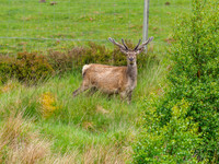 Red Deer (Cervus Elephus) [1906018]