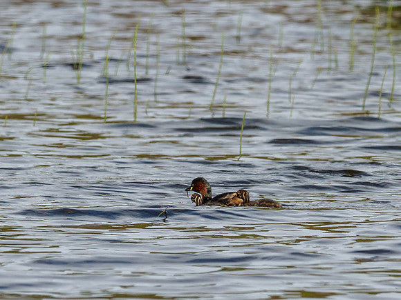 Little Little Grebes (1) [1906040]