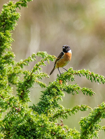 Stonechat (Saxicola rubicola)