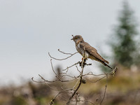Female Cuckoo (Cuculus canorus) (2) [1906012]