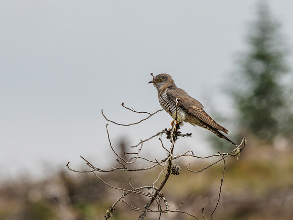 Female Cuckoo (Cuculus canorus) (2) [1906012]