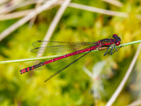 Small Red Damselfly (Ceriagrion tenellum) [1906050]