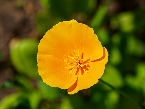 Orange Poppy (1) [1906052]