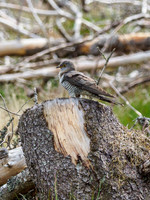 Female Cuckoo (Cuculus canorus) (6) [1906016]