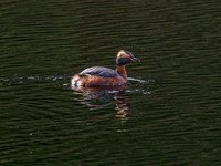 Slavonian Grebe (Podiceps auritus) (1) [1906008]