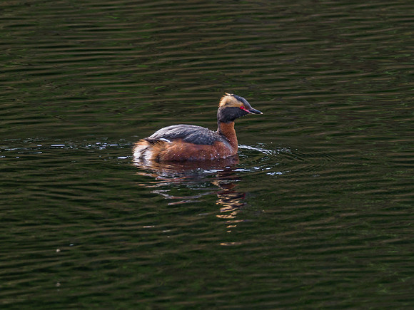Slavonian Grebe (Podiceps auritus) (1) [1906008]