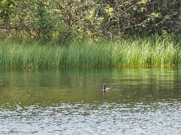 Red Throated Diver (Gavia stellata) (1) [1906043]