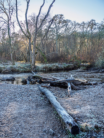Urquhart Bay Wood (1) [181136]