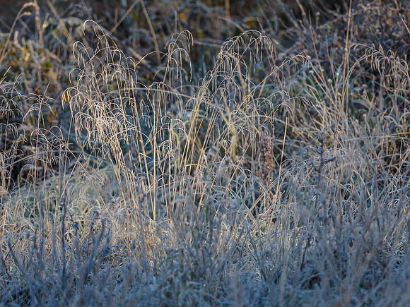 Urquhart Bay Wood (2) [181137]