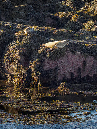 Common Seals [1811047