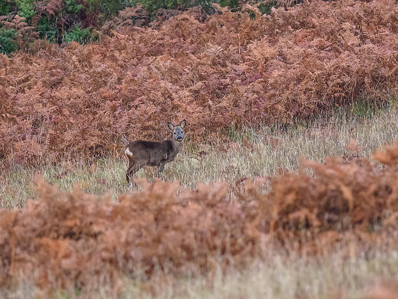 Female Roe Deer (Capreolus capreolus) [1811043]