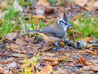 Crested Tit (3) [1811003]