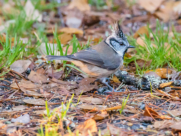 Crested Tit (3) [1811003]