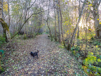 Urquhart Bay Wood (2) [1811005]