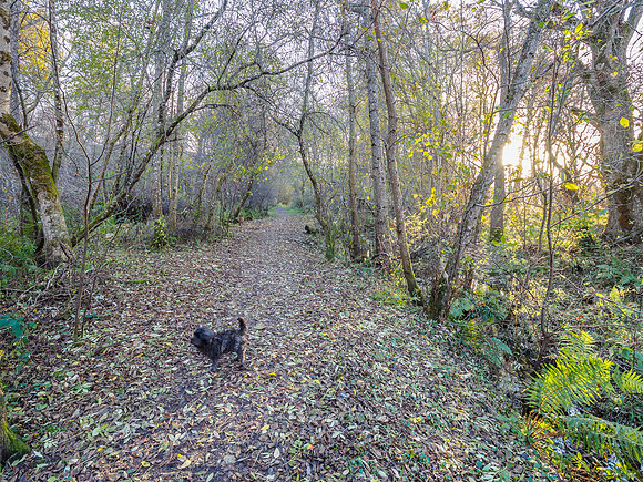 Urquhart Bay Wood (2) [1811005]