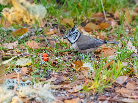 Crested Tit (1) [1811001]