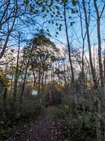 Urquhart Bay Wood (1) [1811004]