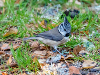 Crested Tit (2) [1811002]