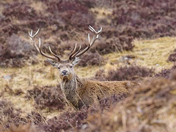 Red Deer (Cervus elaphus)