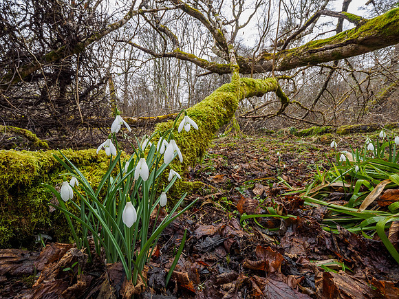 Snowdrops