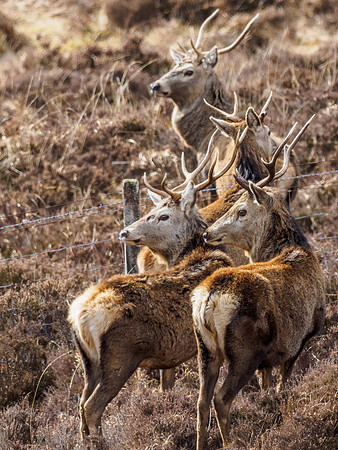 Red Deer (Cervus elaphus)