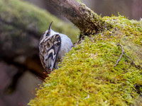 Tree Creeper (Certhia familiaris)
