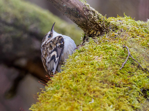 Tree Creeper (Certhia familiaris)