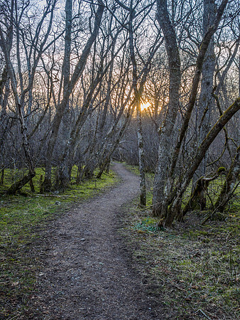 Woodland Light