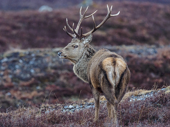 Red Deer (Cervus elaphus)