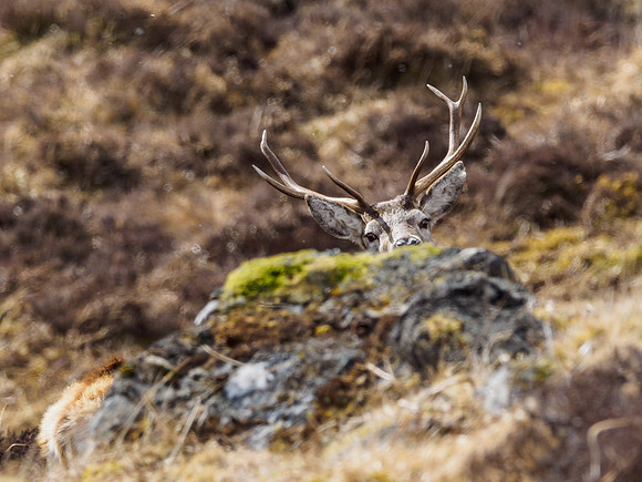 Red Deer (Cervus elaphus)