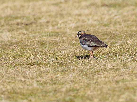 Lapwing (Vanellus vanellus)