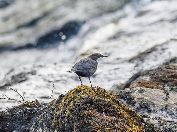 Dipper (Cinclus cinclus)