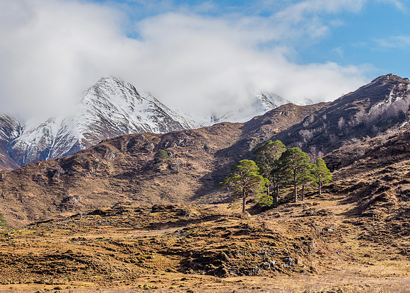 Five Sisters, Six Trees