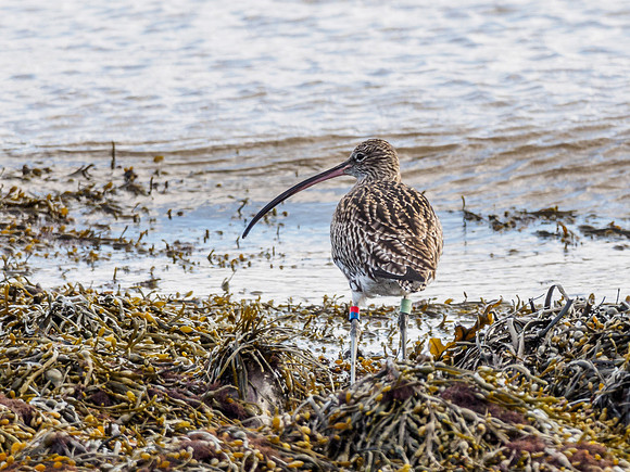 Curlew (Numenius arquata)