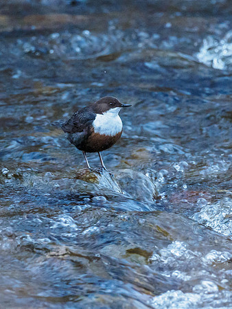 Dipper (Cinclus cinclus)