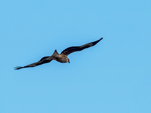 Tollie Red Kites