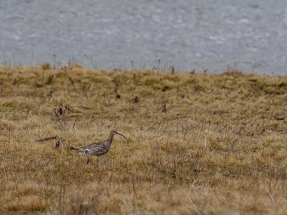 20180316-RSPB Nigg-PEM12334