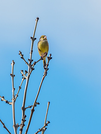 Greenfinch (Carduelis chloris)