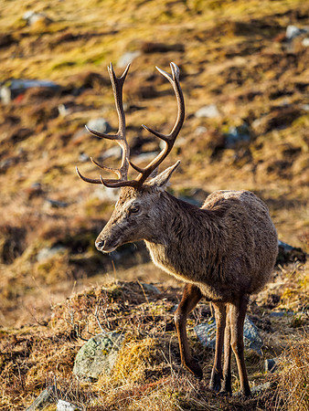 Red Deer (Cervus elaphus)