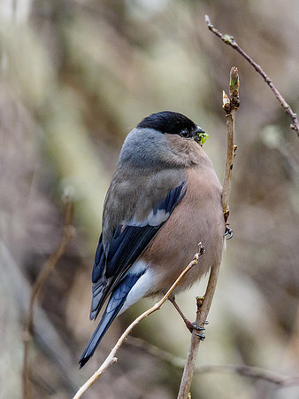 Bullfinch (Pyrrhula pyrrhula)