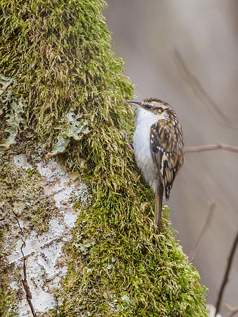 Tree Creeper (Certhia familiaris)