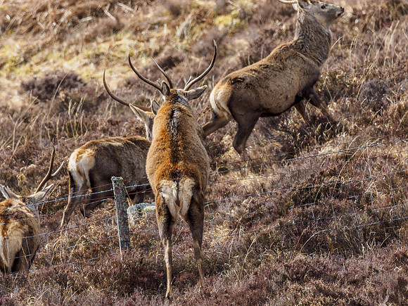 Red Deer (Cervus elaphus)