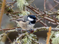 Coal Tit (Periparus ater)