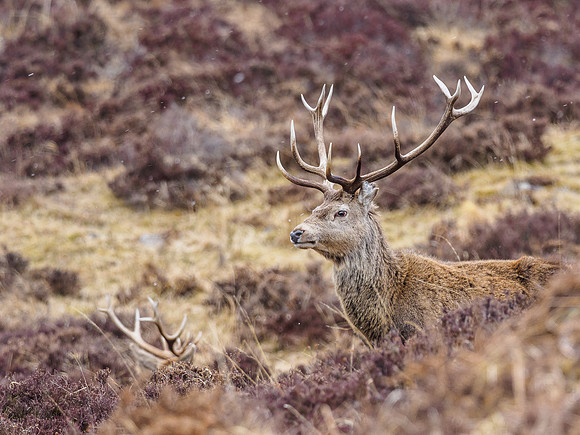 Red Deer (Cervus elaphus)