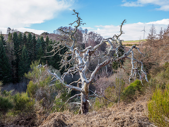 Steve's Scary Skeletal Scots Pine