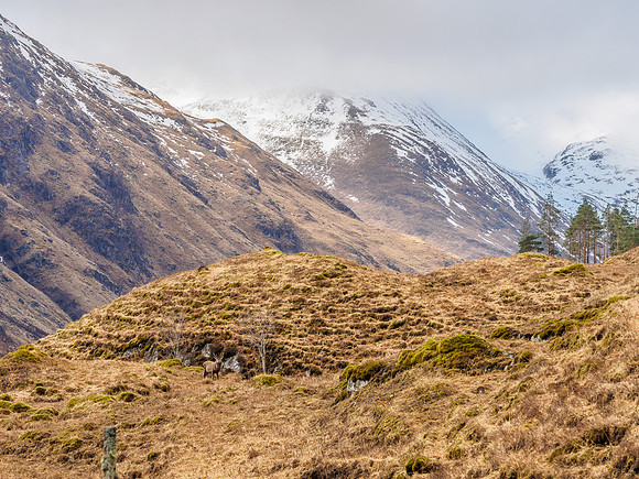 Misty Glen Shiel