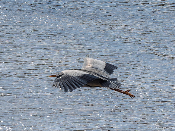 Grey Heron (Ardea cinerea)