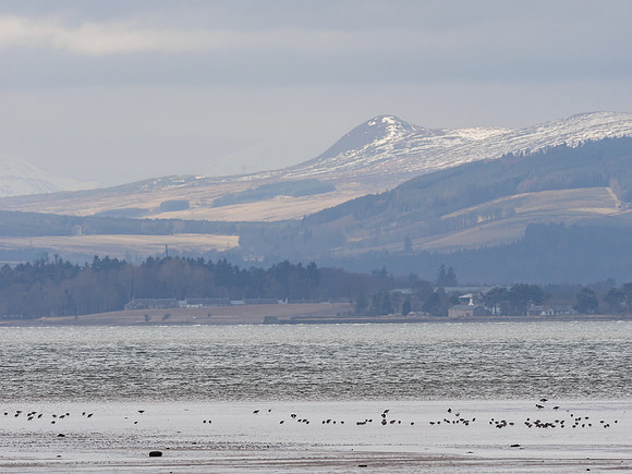 20180316-RSPB Nigg-PEM12344