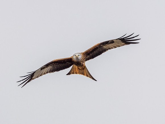 Tollie Red Kites