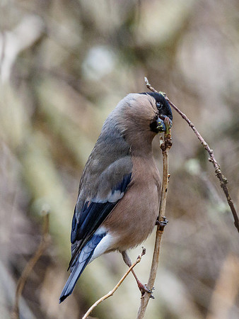 Bullfinch (Pyrrhula pyrrhula)
